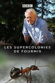 Les supercolonies de fourmis