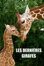 Les Dernières Girafes